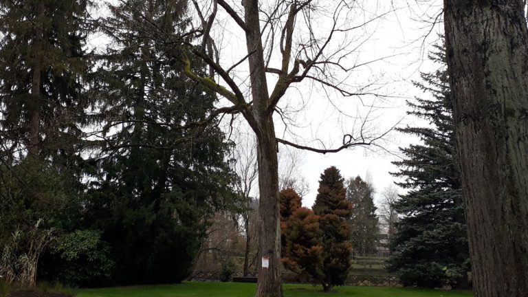 Explorer les Parcs et Espaces Verts de Besançon : Pour Une Pause Naturelle